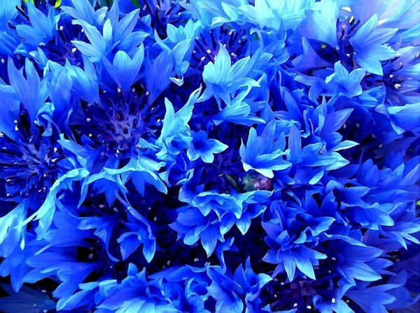 василек голубой