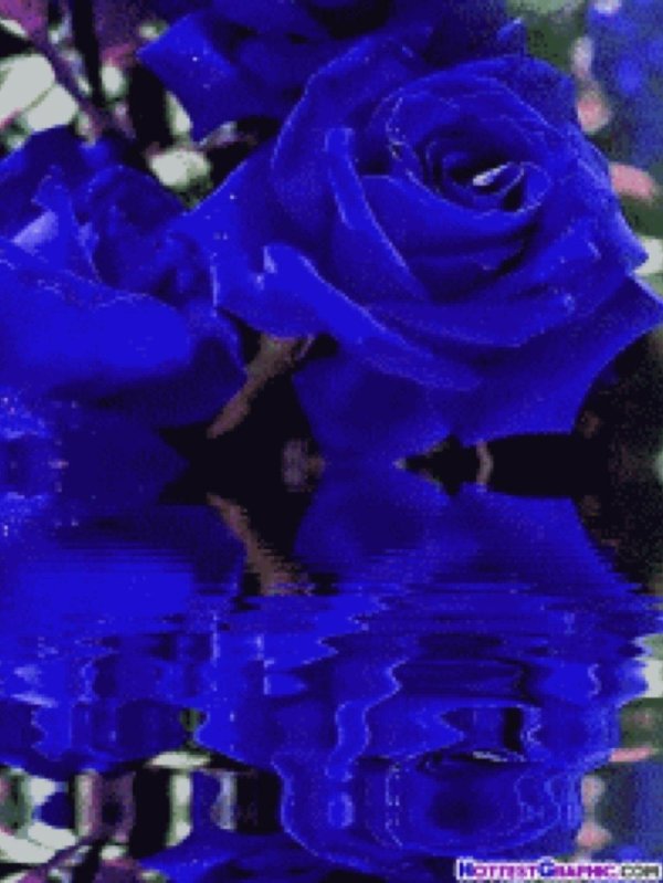 синее розы