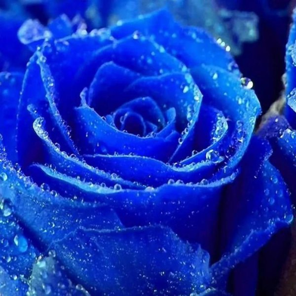 синего цвета