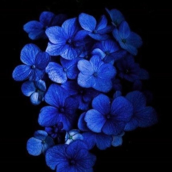 гортензия индиго