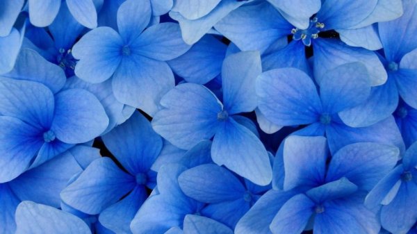 гортензии голубые