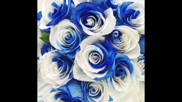 роза венделла синяя