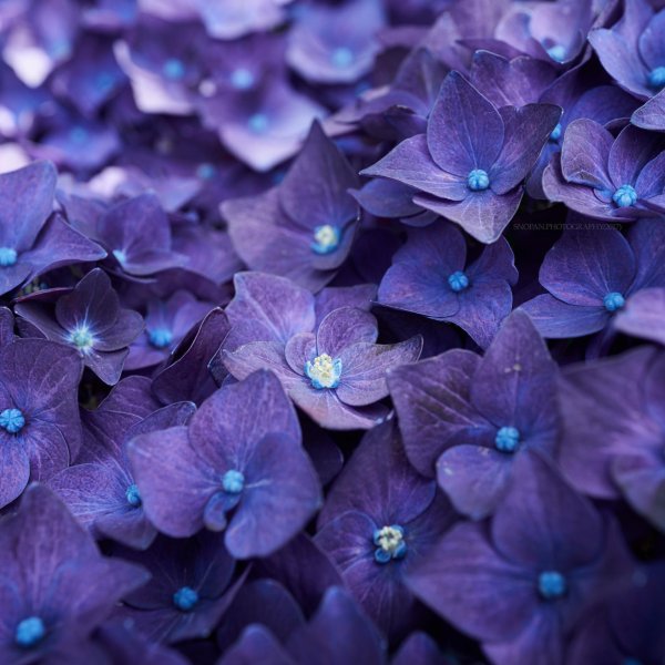 гортензия сиреневая