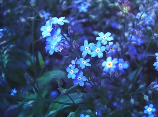 незабудка myosotis myomark