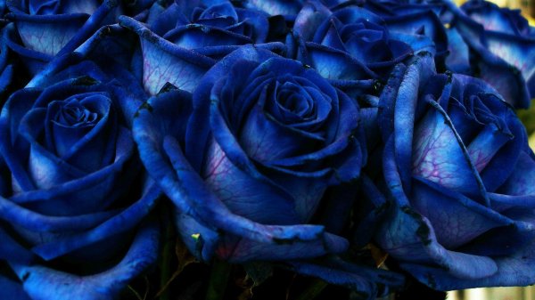 роза голубая