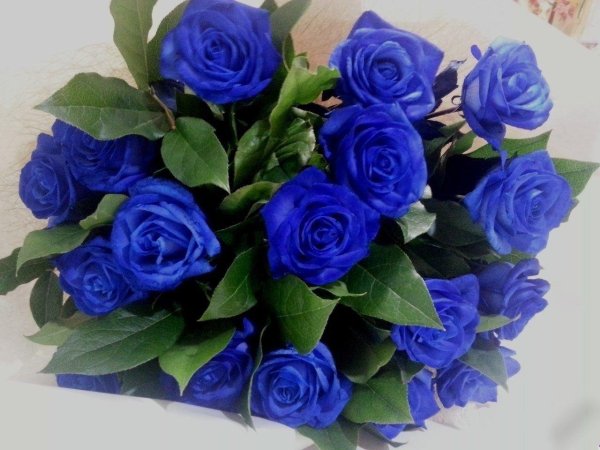 синяя роза беккер