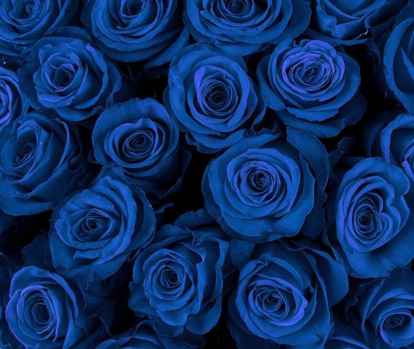 роза венделла синяя