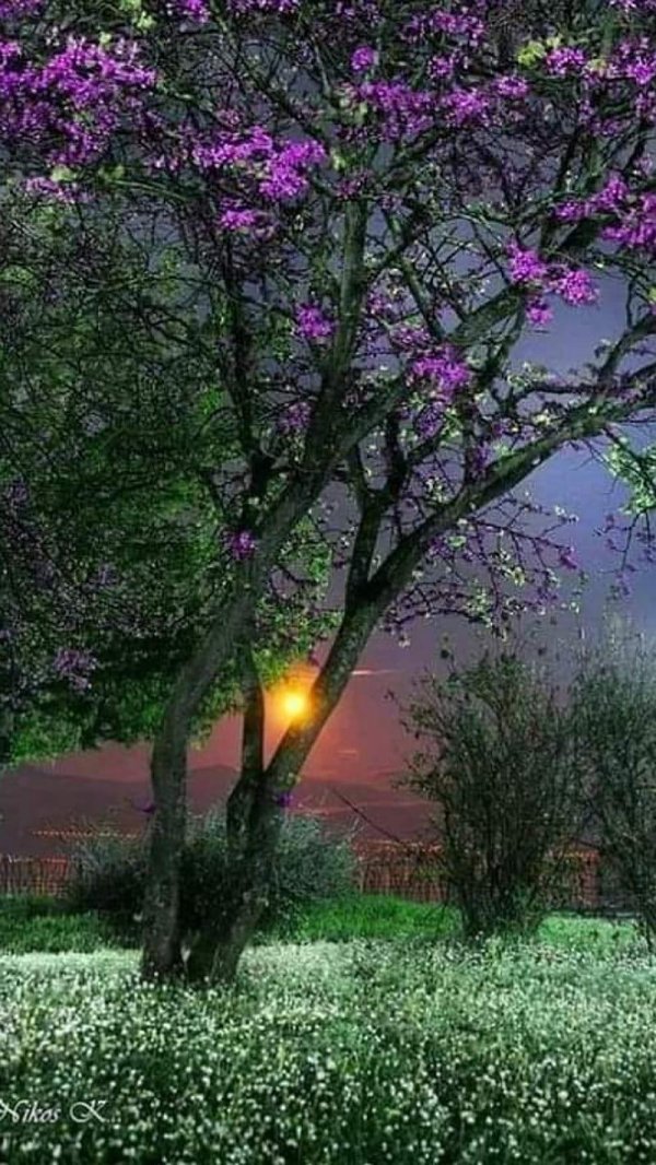 цветущее дерево