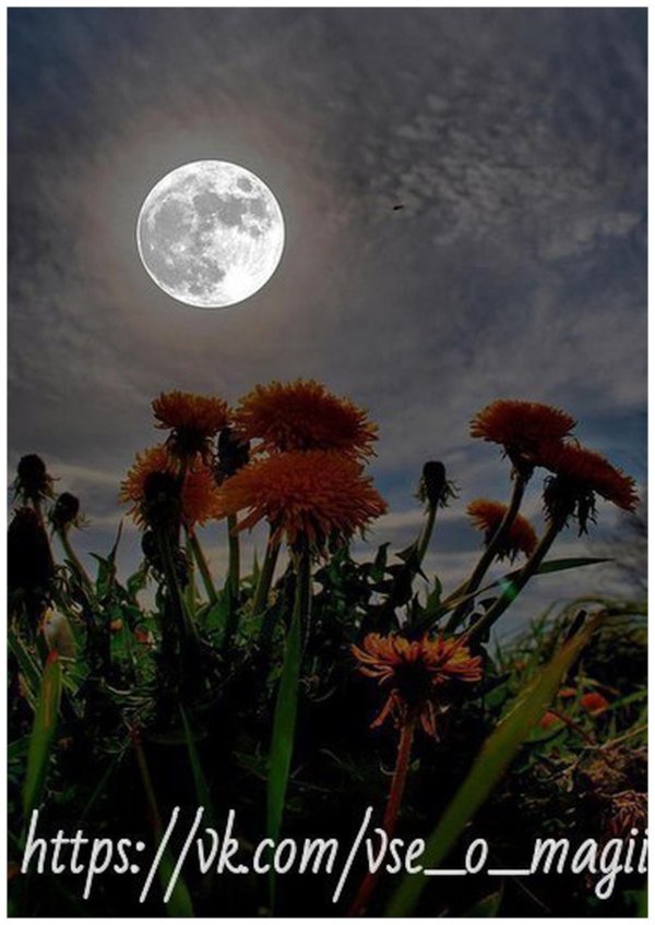 белые одуванчики