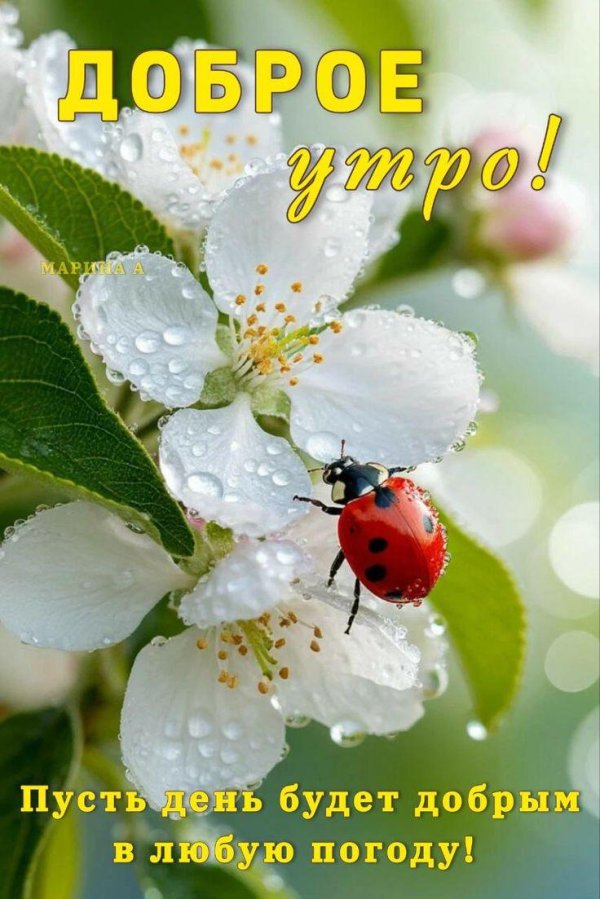 коровка божья