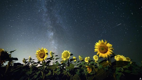 подсолнухи вечером
