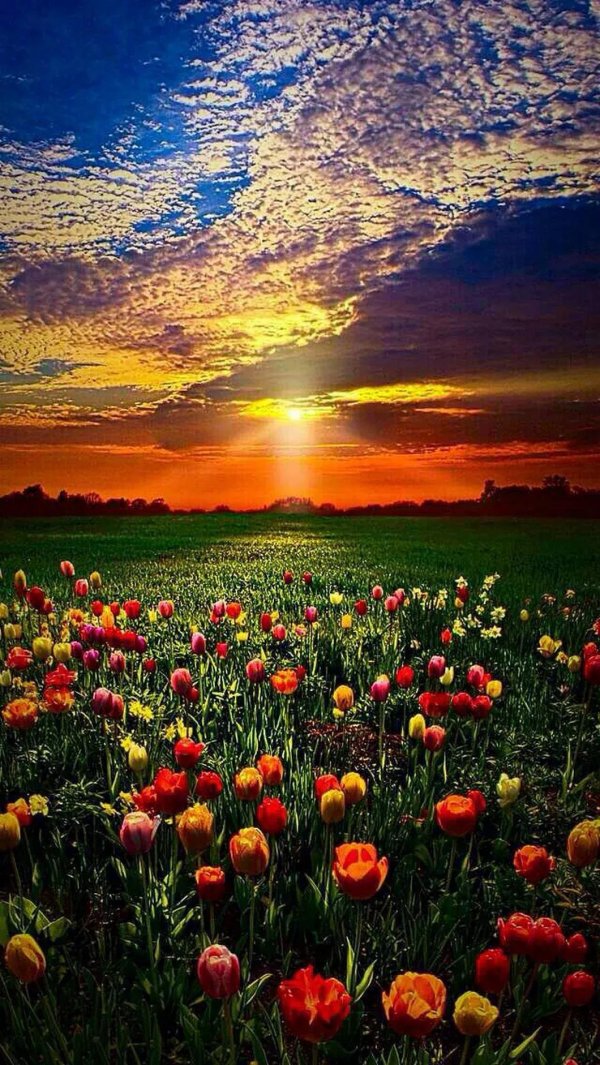 цветочное поле