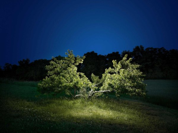 освещение сада