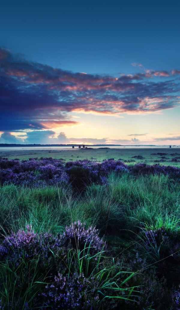 вересковые пустоши шотландии