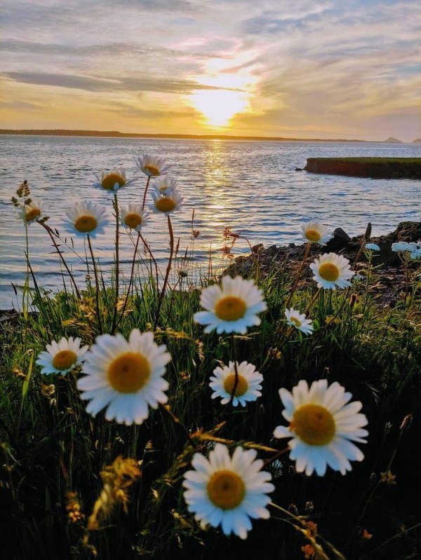 ромашка на закате