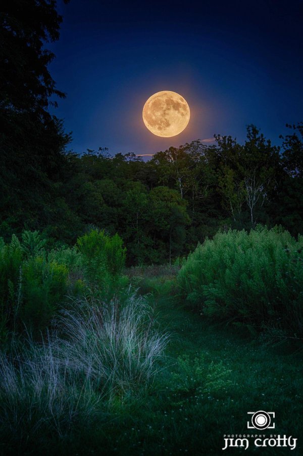 луна в лесу