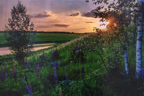 летние пейзажи