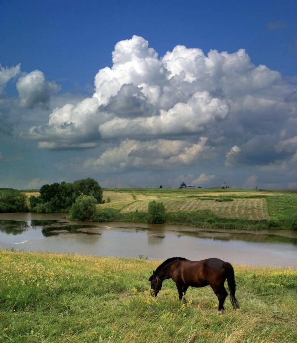 лошади в поле