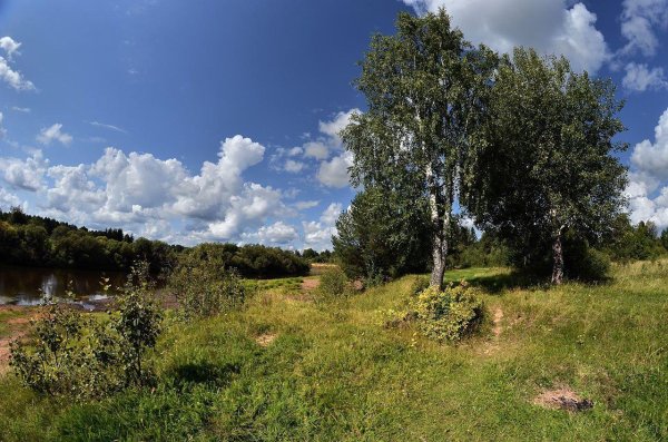 россия раздолье березы