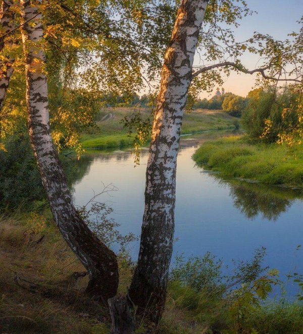 береза у реки