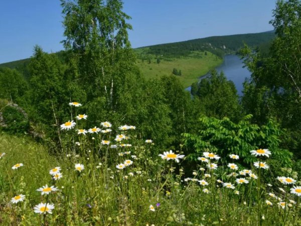аксиньино ромашковое поле