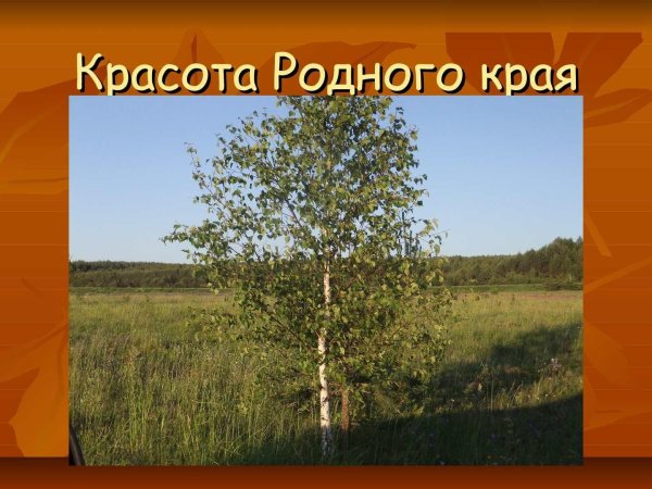растения родного края 2 класс окружающий мир