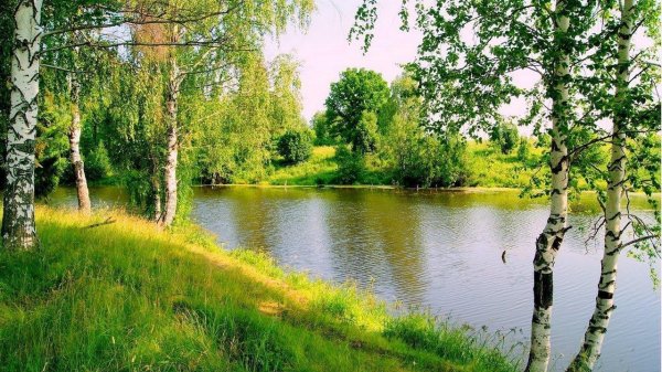 березовая роща береза повислая