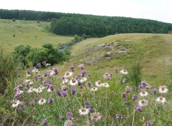 галичья гора