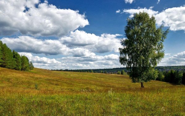 русские поля леса