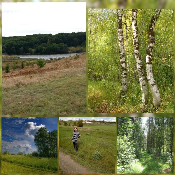 берёзовая роща ореховозуево