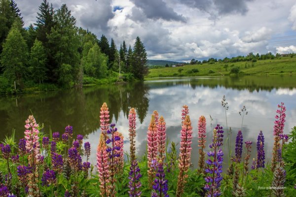 люпин луговой