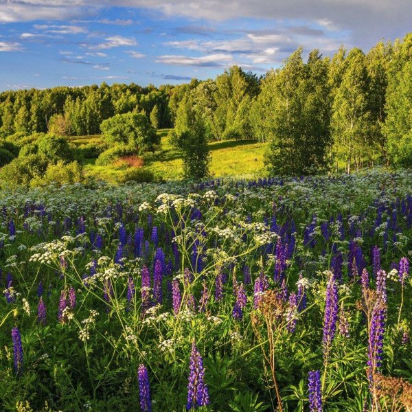 бирюлевский лесопарк люпины