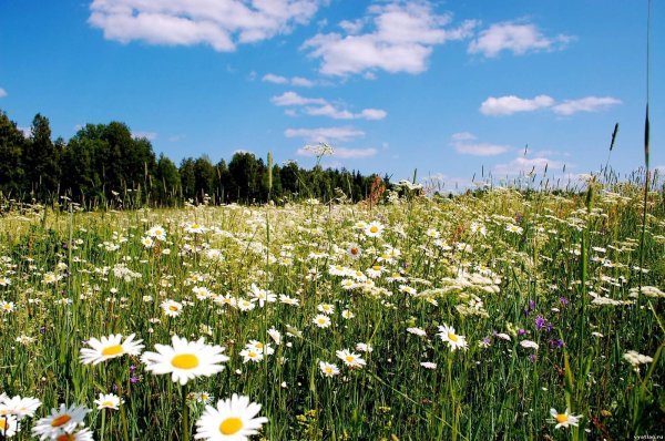 ромашковое поле нарофоминск