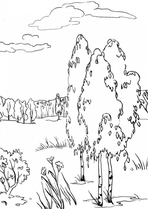 раскраска береза