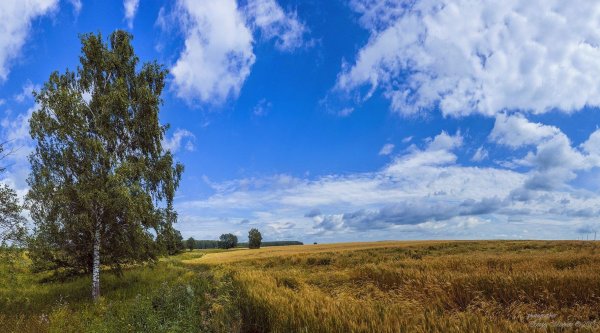 россия русь березки поля