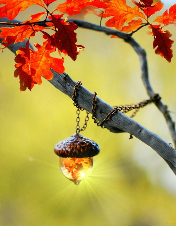 осенние чудеса