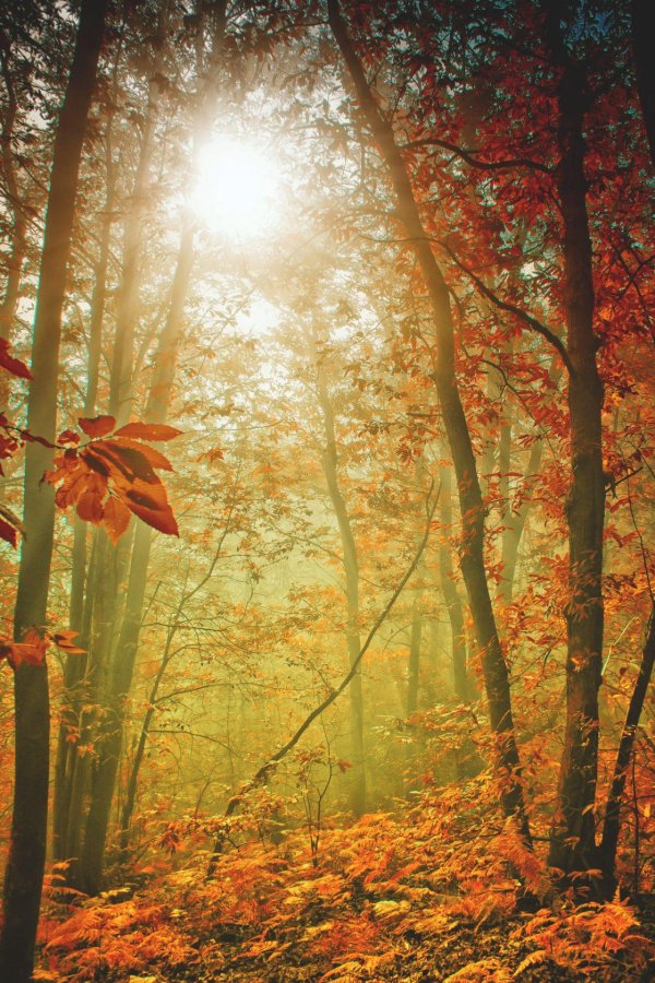 пейзаж осеннего леса