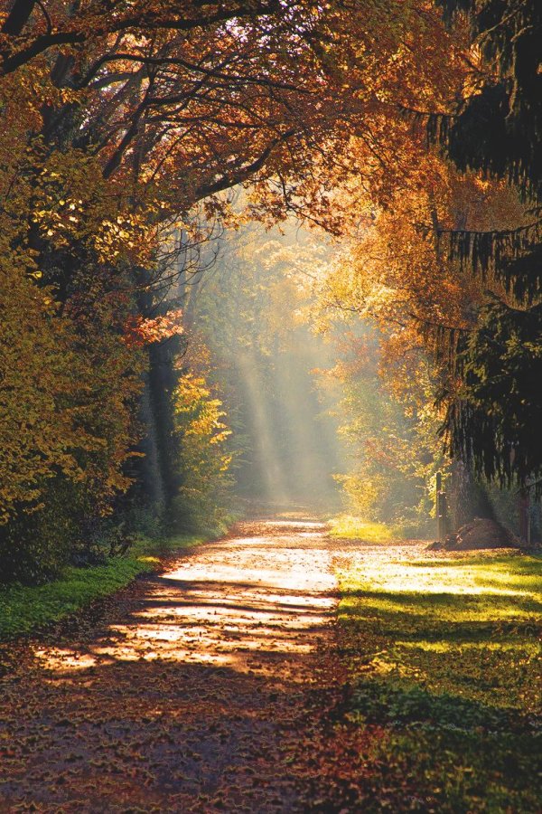 утренний осенний пейзаж