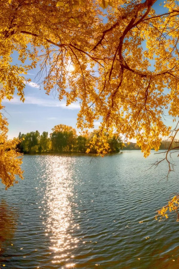 желтый клен глядится в озеро