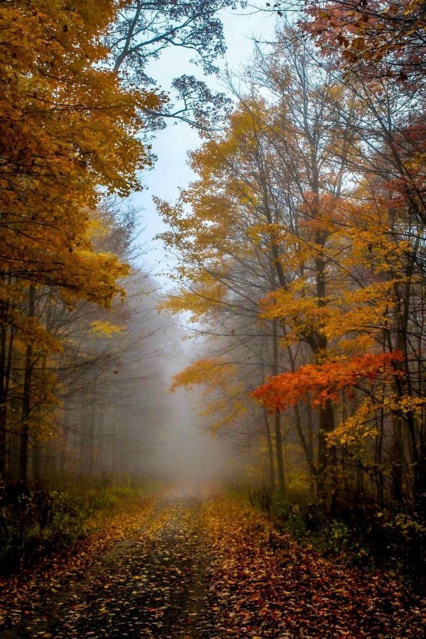 туманное утро в осеннем лесу