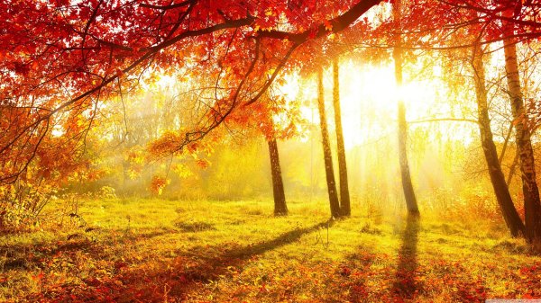 осенний лес