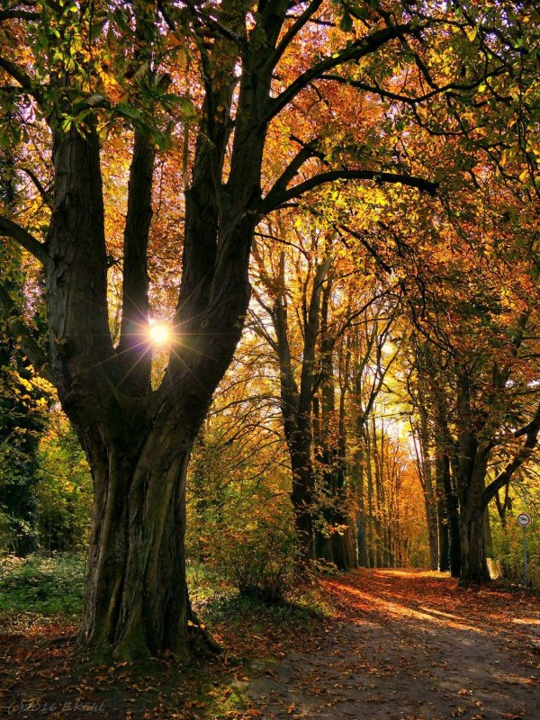 лес осенний