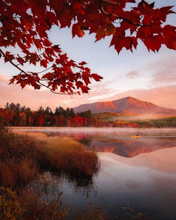 клен канадский остролистный красный