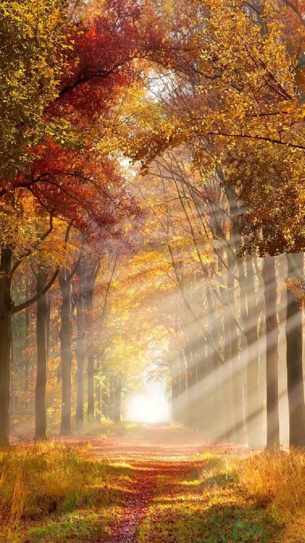 утренний осенний пейзаж