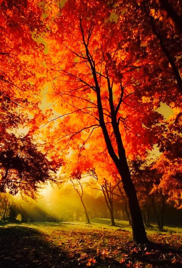 осенние фотографии