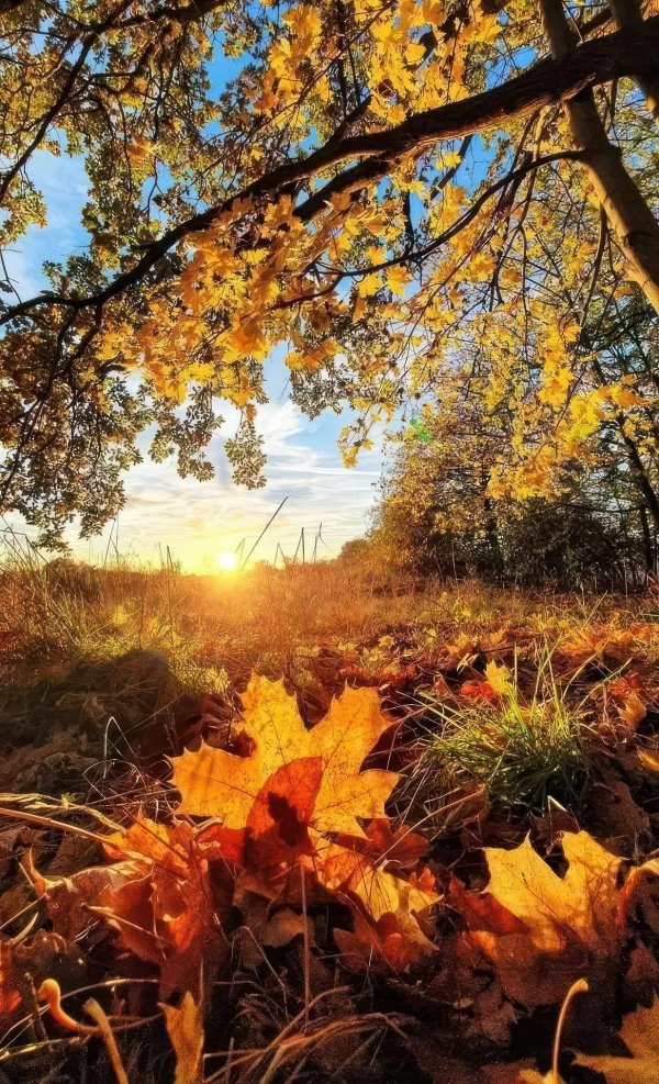 солнечная осень