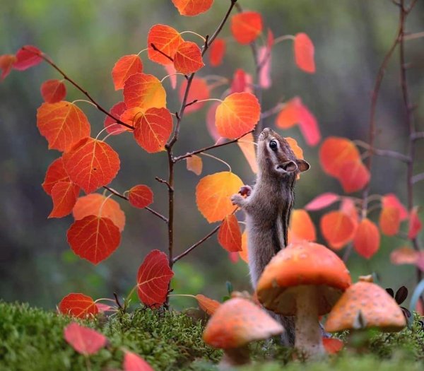 животные осенью