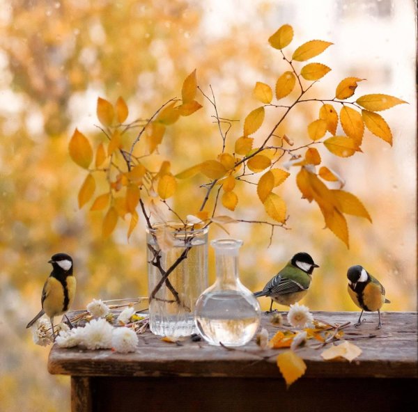 синичка лазоревка осенью