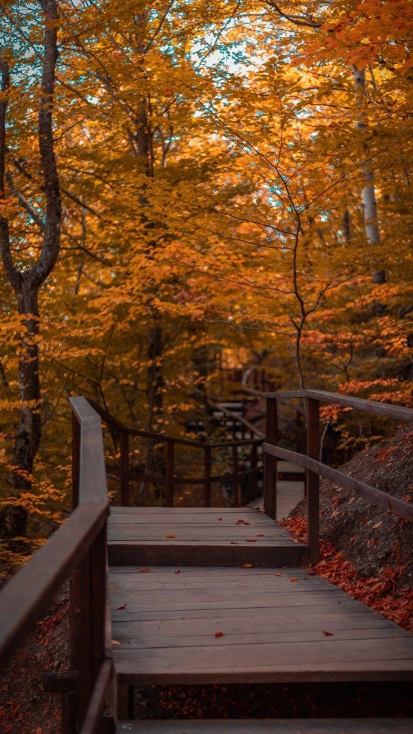 осень лестница