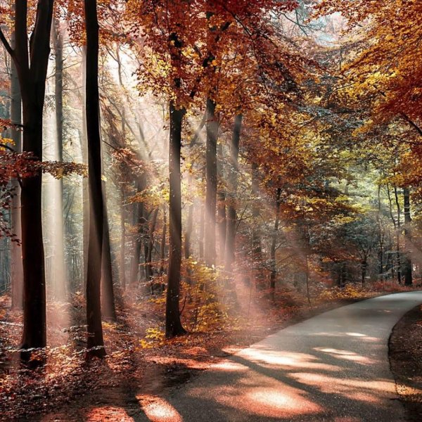 пейзажи лес